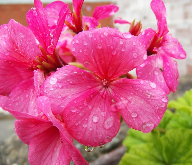 Goutte de pluie fleur de géranium rose humide