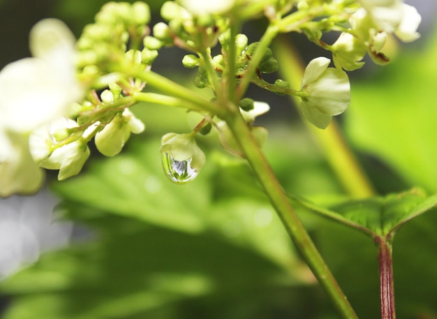 Goutte de pluie sur une fleur