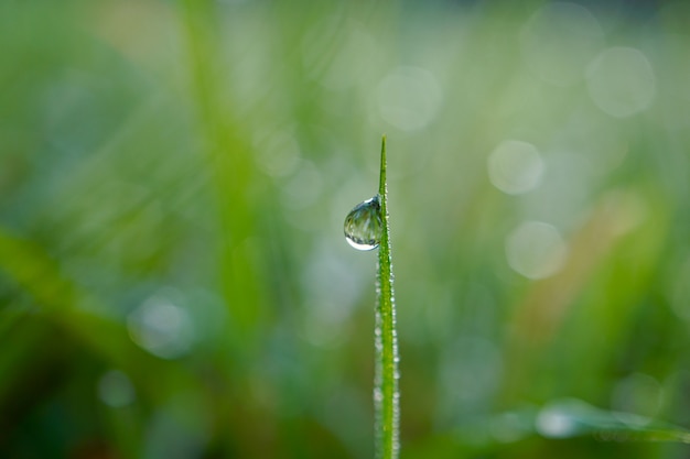 goutte de pluie sur l'herbe verte au printemps