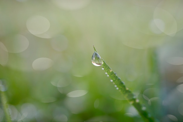 goutte de pluie sur l'herbe verte les jours de pluie en saison d'hiver