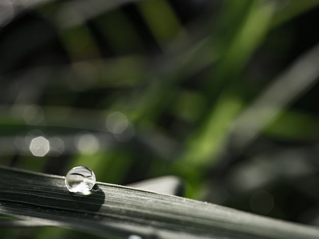 Goutte de pluie sur l&#39;herbe