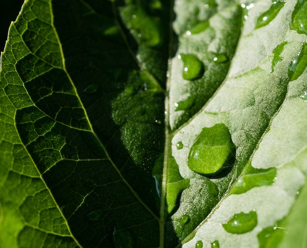 Goutte de pluie sur l&#39;herbe