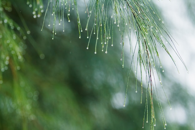 Goutte de pluie sur le pin