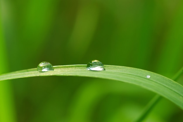 Goutte de rosée sur un brin d'herbe