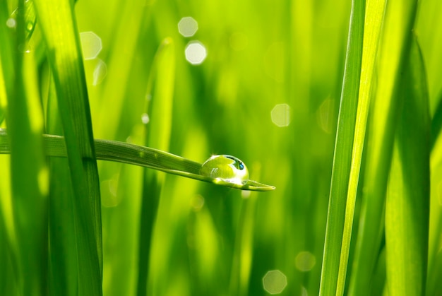 Goutte de rosée sur un brin d'herbe