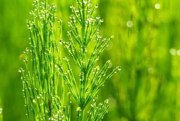 Goutte de rosée sur un brin d'herbe