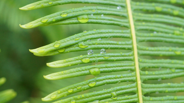 Goutte de rosée collée sur une feuille sur fond vert le matin. Mise au point sélective.