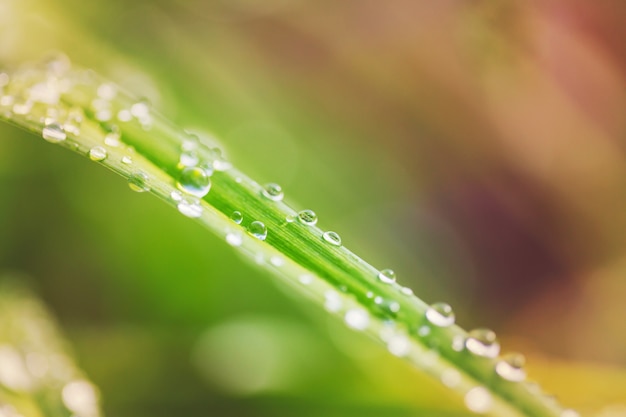 Goutte de rosée sur feuille verte avec la lumière du soleil