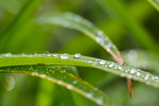 Goutte de rosée sur feuille verte avec la lumière du soleil