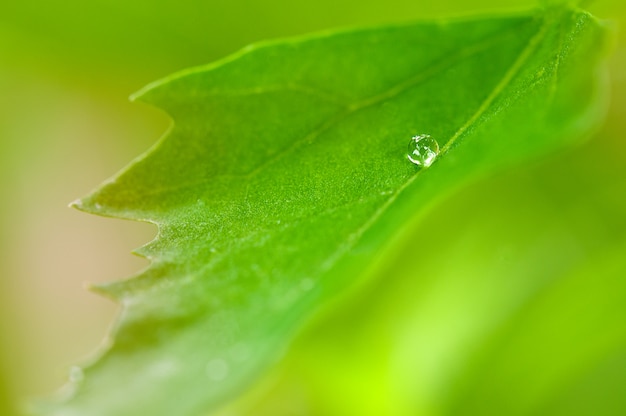 Photo goutte de rosée sur une feuille verte