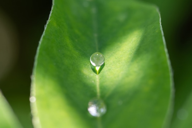 Une goutte de rosée sur une feuille verte