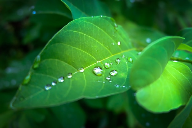 Goutte de rosée le matin sur la feuille, rafraîchissante pendant la saison des pluies pour la croissance des plantes.