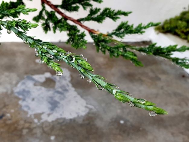 Goutte de rosée sur le pin