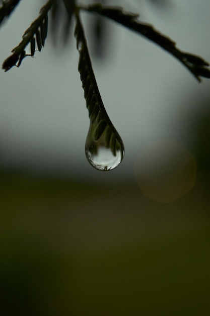 Goutte de rosée suspendue sur les feuilles d'un arbre