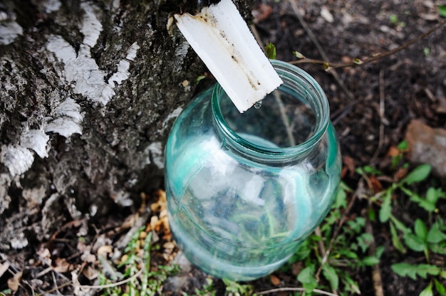 Goutte de sève de bouleau ruisselant dans un bocal en verre