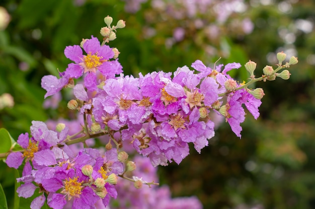 Gouttelettes d&#39;eau dans les fleurs roses d&#39;Inthanin