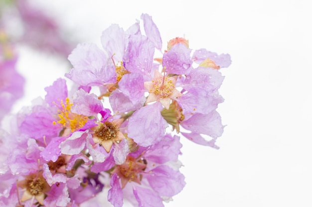 Gouttelettes d&#39;eau dans les fleurs roses d&#39;Inthanin