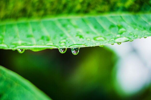 Gouttelettes d&#39;eau sur une feuille, beau fond naturel