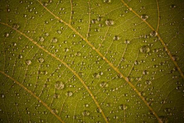 Gouttelettes d'eau sur une feuille jaune.