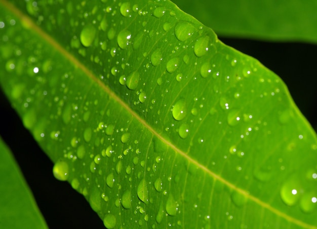 Gouttelettes d'eau sur une feuille verte.