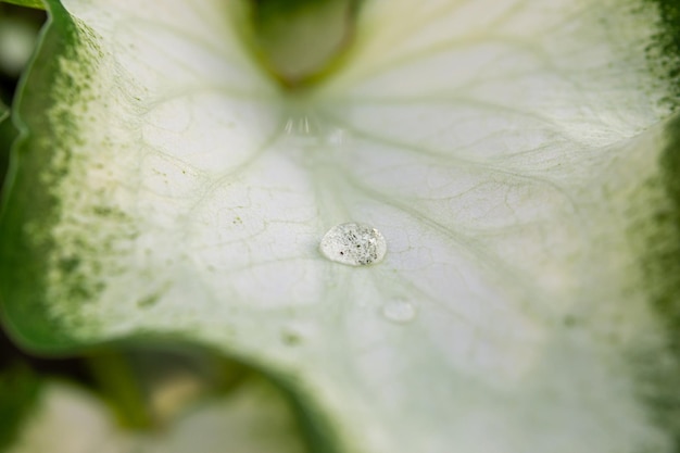 gouttelettes d'eau sur des feuilles de bambou