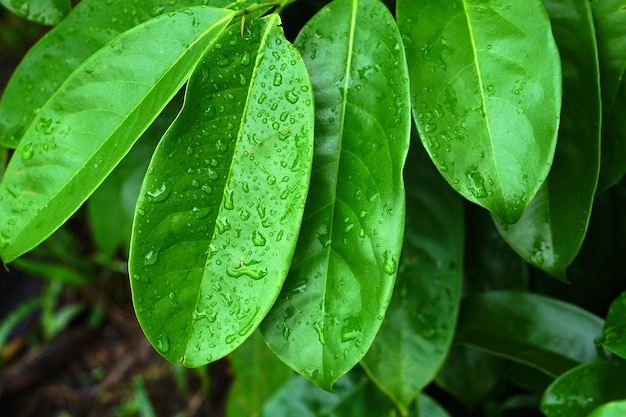 Gouttelettes d'eau sur les feuilles pendant la journée mondiale de l'environnement de la saison des pluies