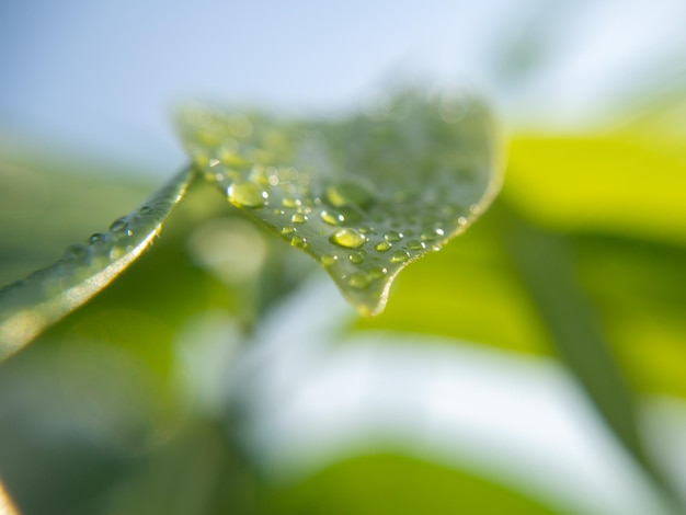 Gouttelettes d'eau sur les feuilles vert vif le matin et lumière du soleil se reflétant sur les feuilles. Personne.