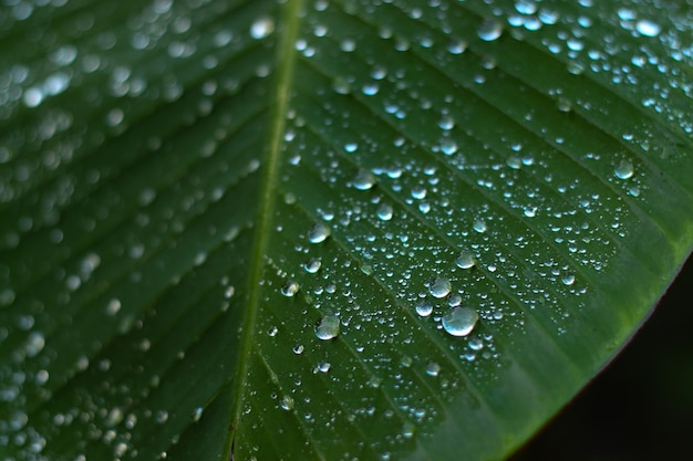 Gouttelettes d'eau sur les feuilles