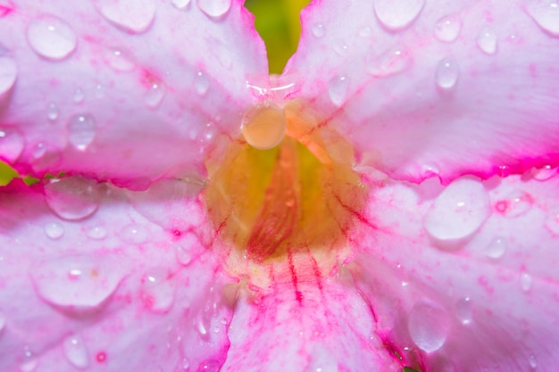 gouttelettes d&#39;eau sur la fleur