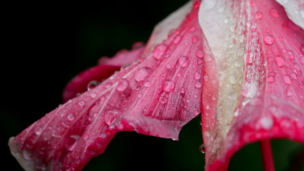 Les gouttelettes d'eau sur les fleurs d'Hibiscus rosa-sinensis c'est une plante à fleurs du genre Hibiscus, fami