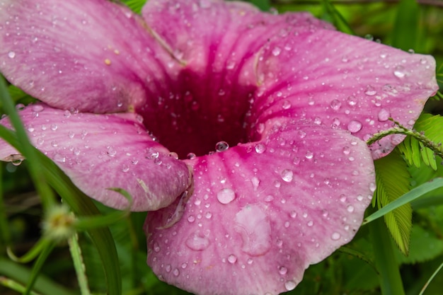 Gouttelettes d&#39;eau sur les fleurs roses ou Hibiscus syriacus dans la pelouse.
