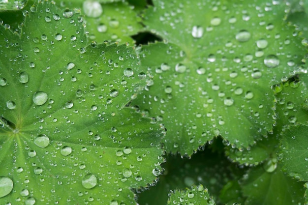 Gouttelettes d'eau sur un fond de feuille verte