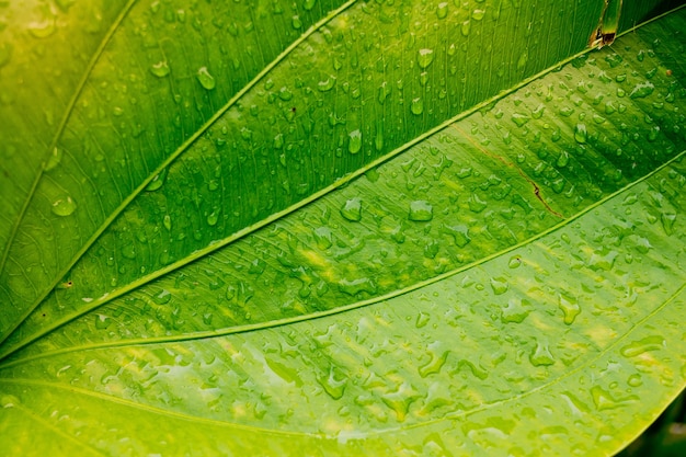 gouttelettes d&#39;eau sur fond de feuilles, feuilles vertes. fond de la nature