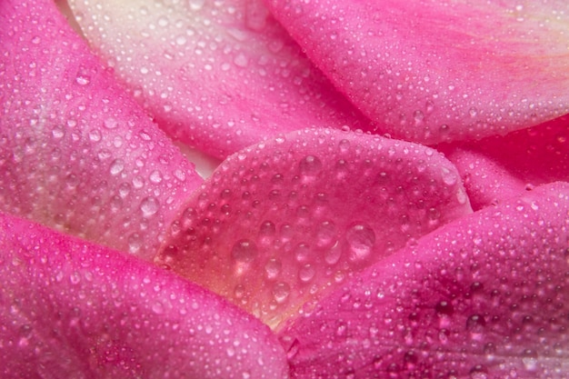 Gouttelettes d&#39;eau de fond macro sur les pétales de roses roses