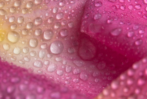 Gouttelettes d&#39;eau de fond macro sur les pétales de roses roses