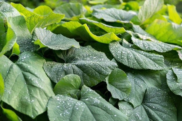 Gouttelettes d'eau sur le fond naturel des feuilles vertes