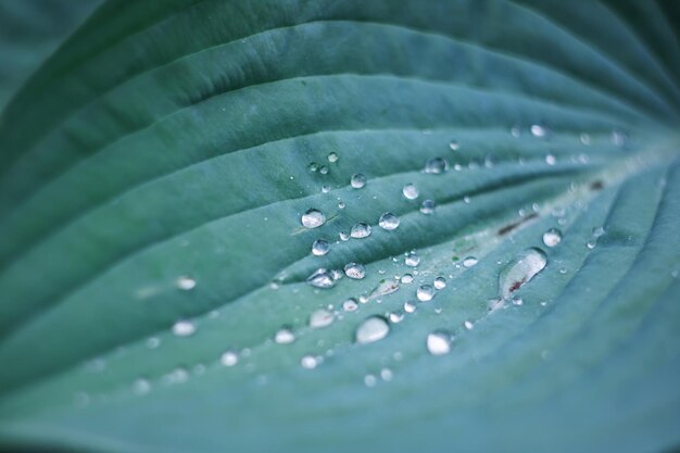 Gouttelettes d'eau sur une grande feuille verte d'une plante