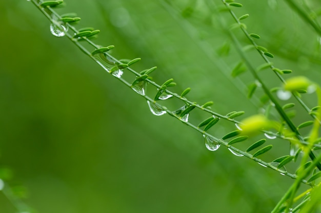 Gouttelettes d&#39;eau sur l&#39;herbe verte.