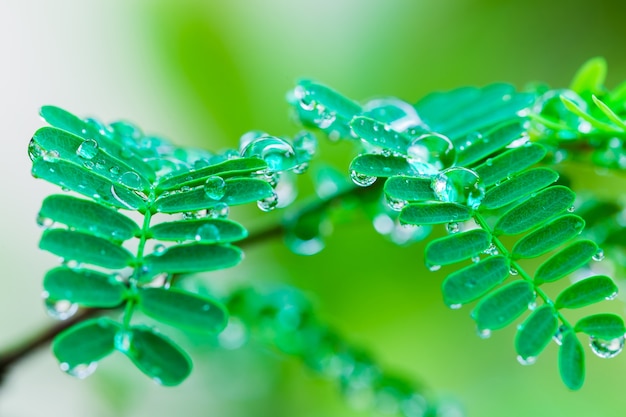 Photo des gouttelettes d'eau se forment sur les feuilles