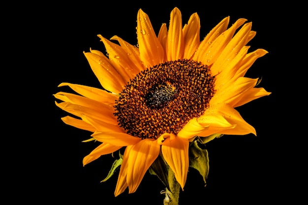 Gouttelettes d'eau sur un tournesol (Helanthus annuus)