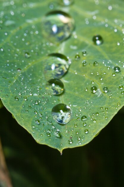 Photo les gouttelettes d'eau