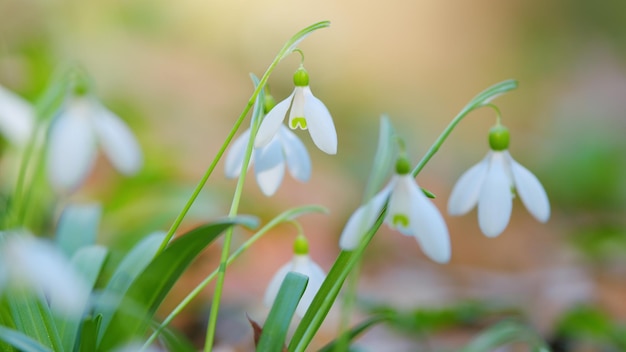 Les gouttelettes de neige blanches fleurissent au jour, à la lumière du soleil, les gouttes de neige fleurissent sur la pelouse du jardin, les pétales blancs brillent.