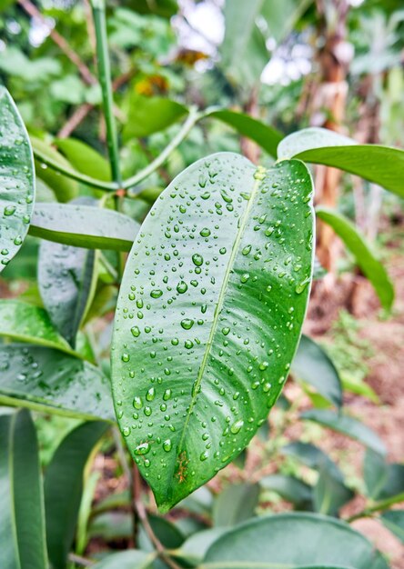 Gouttes d'eau sur de belles feuilles fraîches