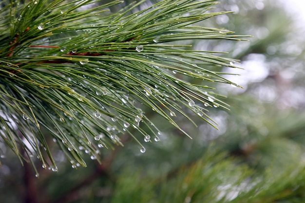 Gouttes d'eau sur la branche d'un arbre après la pluie