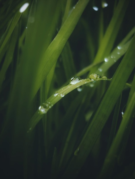 Gouttes d'eau sur un brin d'herbe