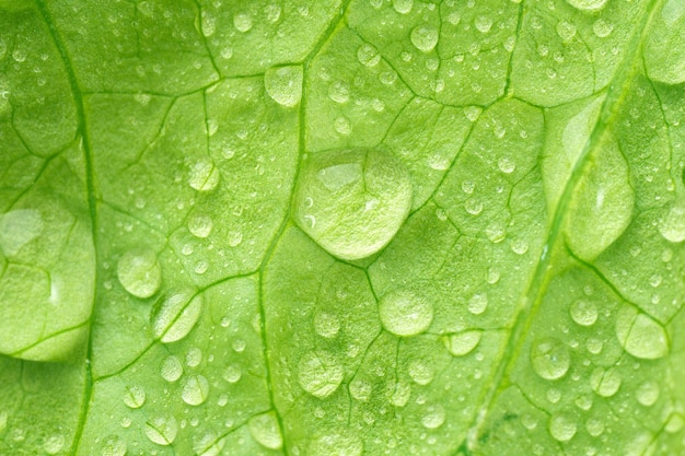 Gouttes d'eau closeup macro sur la texture des feuilles de laitue fraîche fond de légumes mise au point sélective