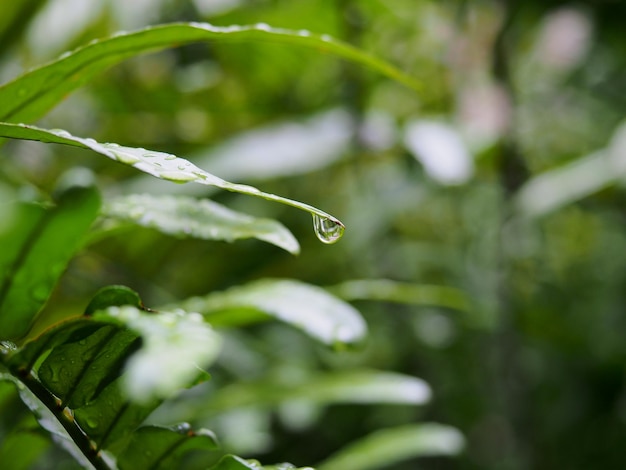 Gouttes d'eau sur congé vert Saison des pluies