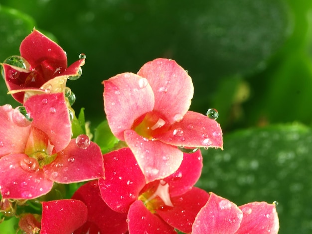 Gouttes d'eau dans les fleurs rouges de kalanchoe