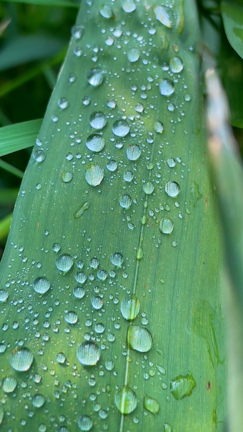 Gouttes d'eau douce sur la feuille