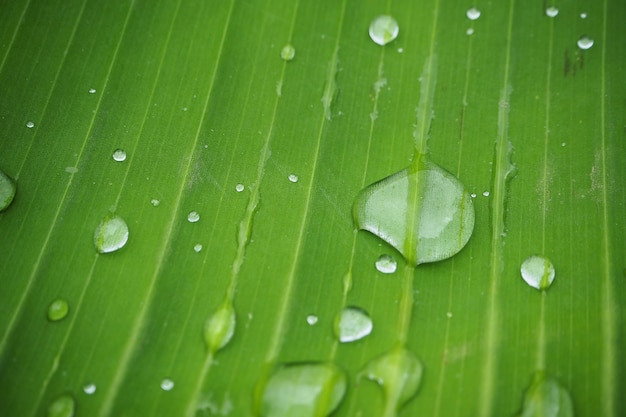 Gouttes d&#39;eau sur feuille de bananier